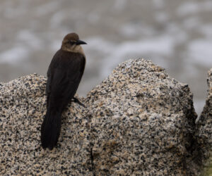 Los Naranjos Magdalena Colombia