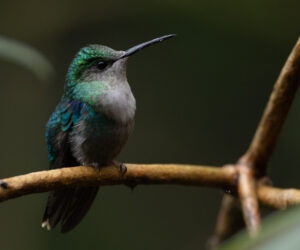 Dagua - Km18 Valle Del Cauca Colombia