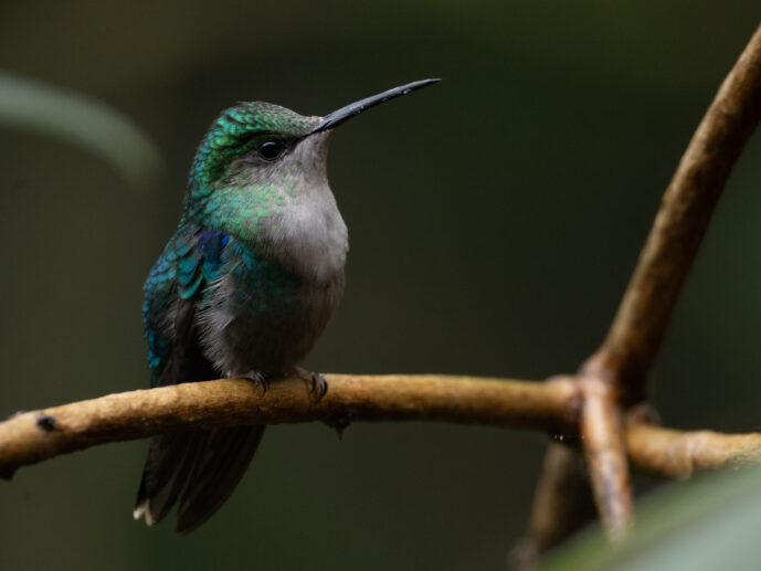 Dagua - Km18 Valle Del Cauca Colombia