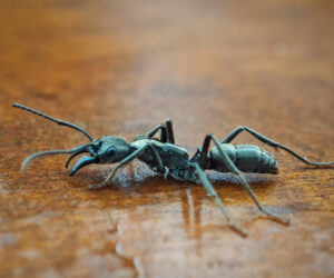 Minca Magdalena Colombia