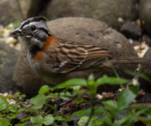 Dagua - Km18 Valle Del Cauca Colombia