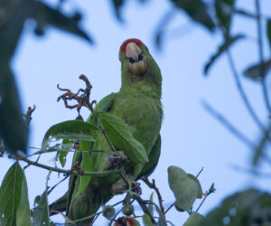 Minca Magdalena Colombia