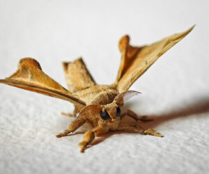 Minca Magdalena Colombia