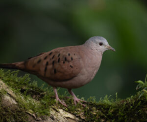 Dagua - Km18 Valle Del Cauca Colombia