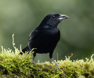 Dagua - Km18 Valle Del Cauca Colombia