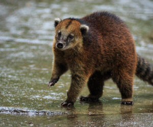 Valle De Cocora Quindio Colombia