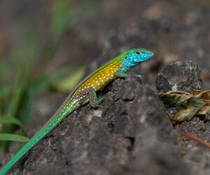 Parque Tayrona Magdalena Colombia