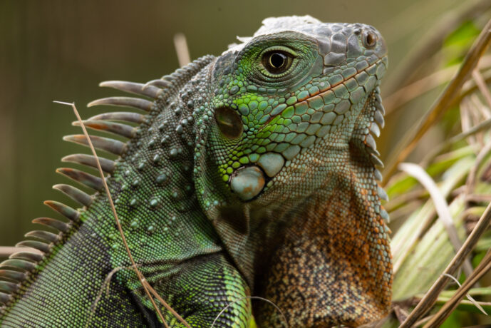Los Naranjos Magdalena Colombia