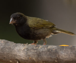Boca de Camarones Guajira Colombia
