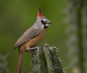 Boca de Camarones Guajira Colombia