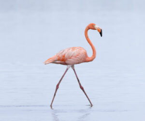 Boca de Camarones Guajira Colombia