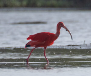 Boca de Camarones Guajira Colombia