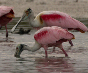 Boca de Camarones Guajira Colombia