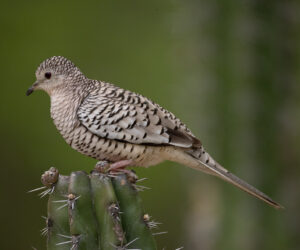 Boca de Camarones Guajira Colombia