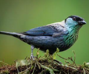 Dagua - Cali Valle Del Cauca Colombia