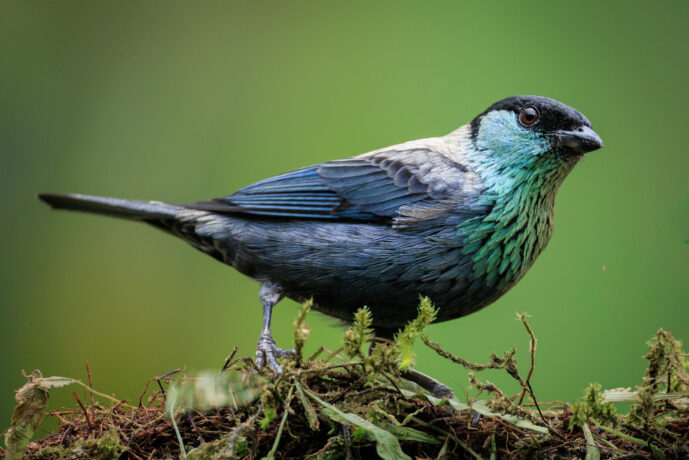 Dagua - Cali Valle Del Cauca Colombia