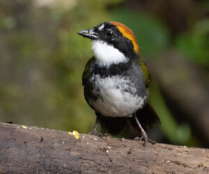 Dagua - Cali Valle Del Cauca Colombia