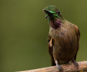 Dagua - Cali Valle Del Cauca Colombia