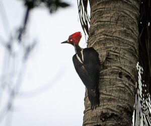 Parque Tayrona Magdalena Colombia