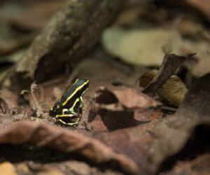 Parque Tayrona Magdalena Colombia