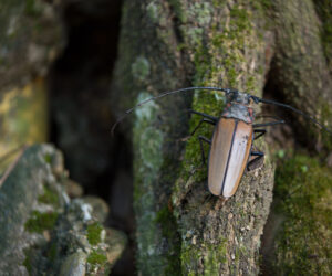 Caño Cristales Meta Colombia