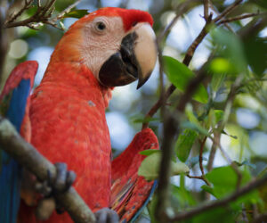 Caño Cristales Meta Colombia