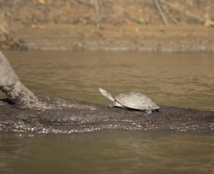 Caño Cristales Meta Colombia