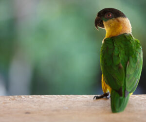 Caño Cristales Meta Colombia