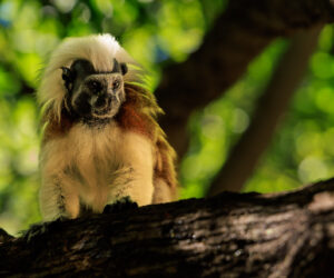 Cartagena Bolivar Colombia