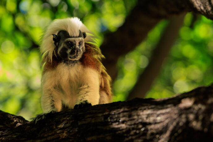 Cartagena Bolivar Colombia