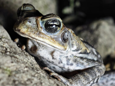 Chivilongui Magdalena Colombia