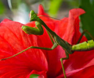 Chivilongui Magdalena Colombia