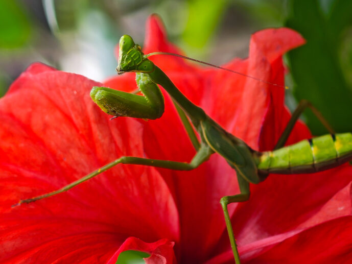 Chivilongui Magdalena Colombia