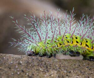 Chivilongui Magdalena Colombia