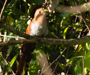 Chivilongui Magdalena Colombia