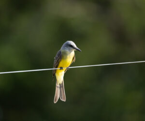 Mompox Bolivar Colombia