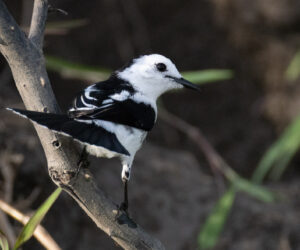 Mompox Bolivar Colombia