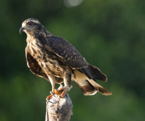Mompox Bolivar Colombia