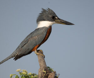 Mompox Bolivar Colombia