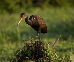 Mompox Bolivar Colombia