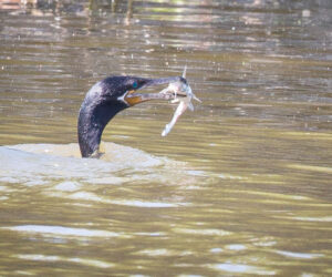 Nueva Venecia Magdalena Colombia