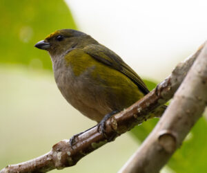 Dagua (Cali) Valle Del Cauca Colombia
