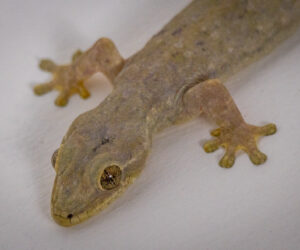 Dagua (Cali) Valle Del Cauca Colombia