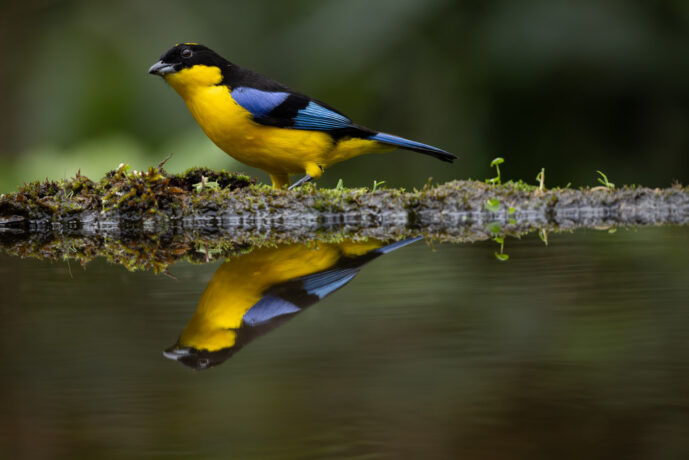 Dagua - Km18 Valle Del Cauca Colombia
