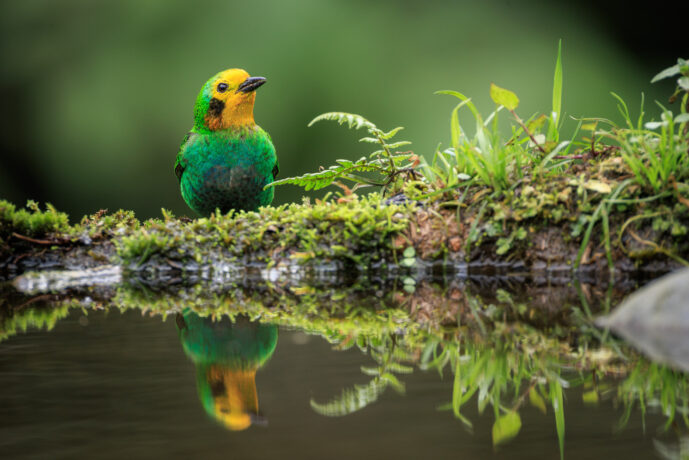 Dagua - Km18 Valle Del Cauca Colombia