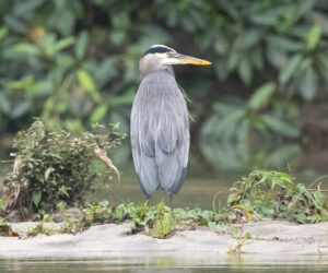 Don Diego Magdalena Colombia