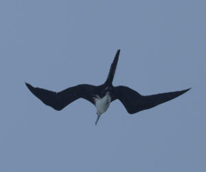 Don Diego Magdalena Colombia