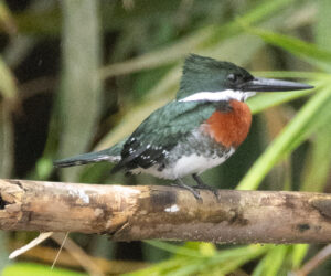 Don Diego Magdalena Colombia