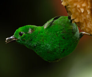 km58 Valle Del Cauca Colombia