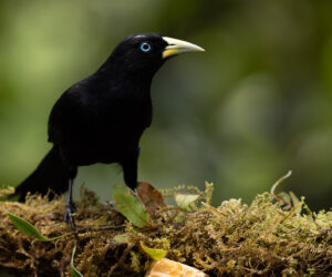 km58 Valle Del Cauca Colombia
